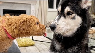 Moon & Wolfe Meet Their Future Sister