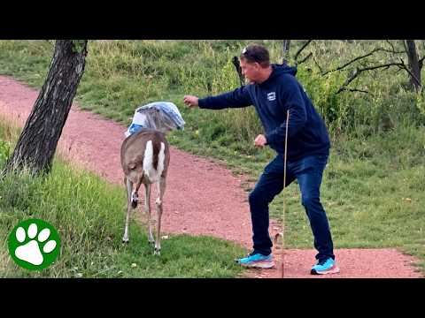 Man Sneaks Up on Wild Deer to Save Her Life