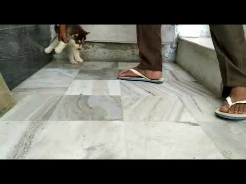 8851902723 CALL/ WHATSAPP HUSKY BLUE EYES QUALITY BREEDS MALE FEMALE WITH PAPER FREE SHIPPING