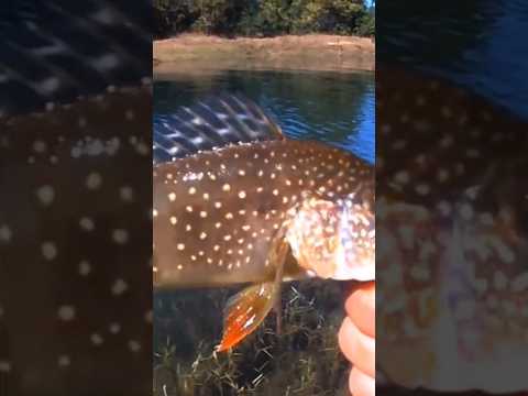 pescaria de tucunaré no rio Corumbá Caldas Novas Goiás