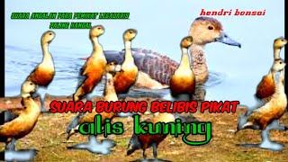 Download lagu suara burung belibis, suara burung belibis untuk pikat mp3