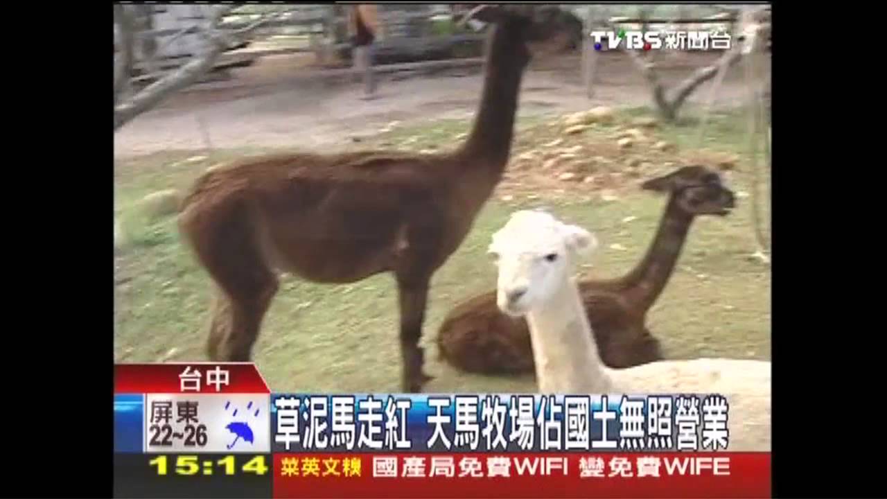 天馬牧場佔地、無照營業 官員查互推責