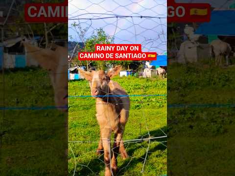 Rainy day on Camino de Santiago | May 2026 #rainbow