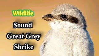 Download lagu Suara burung|suara Burung shrike abu-abu besar|Liar  mp3