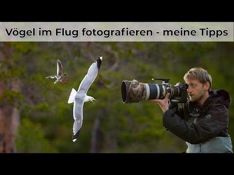 Horned Grebes, Red-throated Divers, and House Martins - Bird Photography Tutorial
