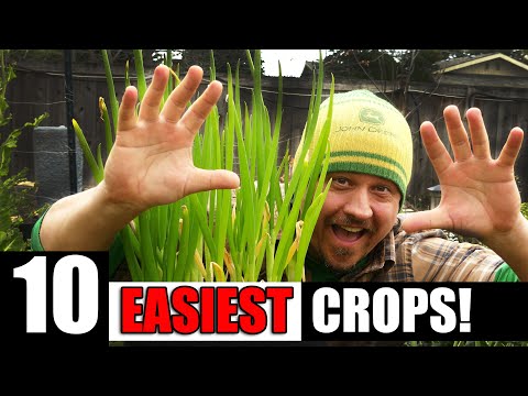 Growing Zucchinis The Right Way Part 1 of 3