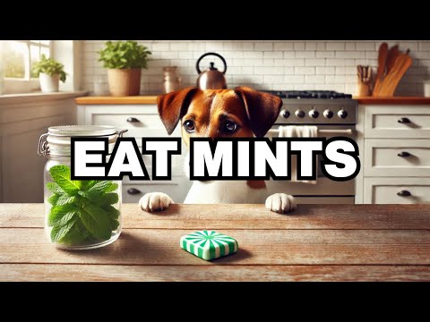 Can Dogs Eat Mints? Explained