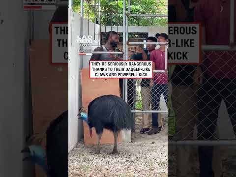 Transferring the Most Dangerous Bird in the World 😳