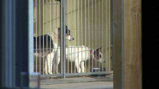 preview picture of video 'Talking Demonstration - Open Day at Dogs Trust, Roden, Shropshire'