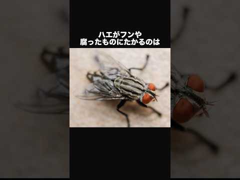 ハエは何を食べるのでしょうか?