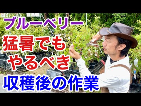 園芸 リンゴンベリー、スポッテッド クランベリー、レッド ブルーベリー