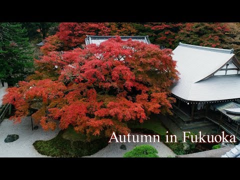 Autumn in Fukuoka 2018 [4K]【ドローン撮影 福岡県 秋 動画】