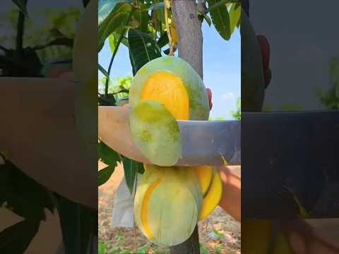 Testefruits🍑🍊🥭@totalfruit006 @Fruitgarden08 #trending #shorts