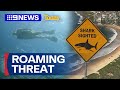 Great White Shark Spotted Off Manly Beach In Sydney 9 News Australia