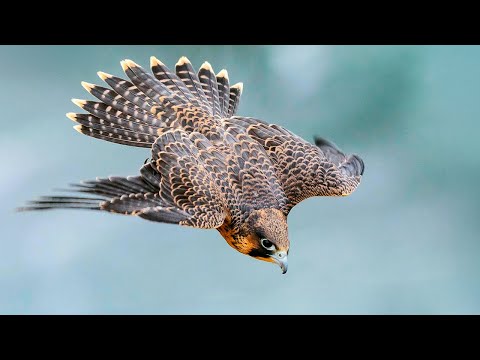 360км/ч - самая быстрая птица в мире!