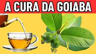 12 DOENÇAS que se CURAM com GOIABA || Para que SERVE a FOLHA DE GOIABA?