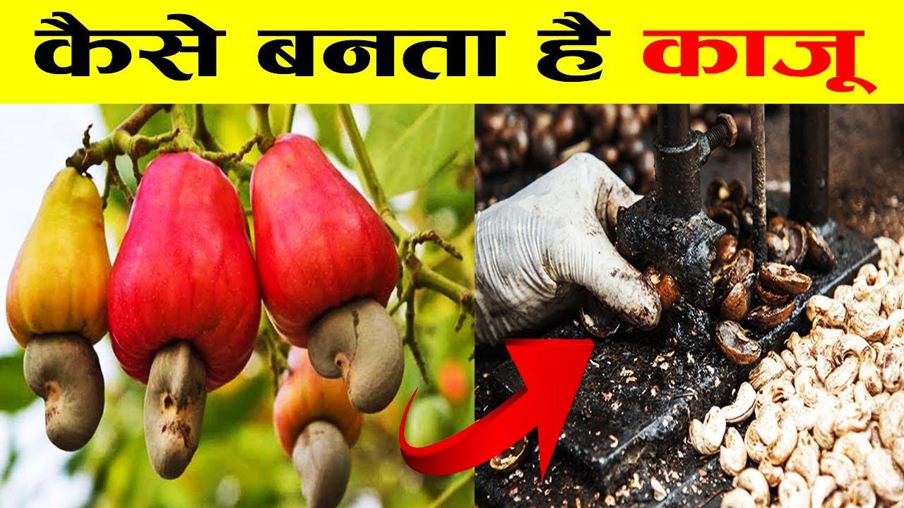 See How These Products Are Made in The Factory | Food Manufacturing Process