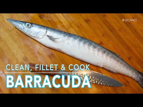 CLEAN,FILLET & COOK|| BARRACUDA || OVEN GRILLED BARRACUDA