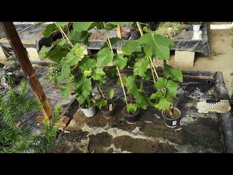 Stecklingsvermehrung rosa Wein