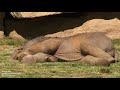 Mother Elephant Can T Wake Baby Sound Asleep Asks Keepers For Help