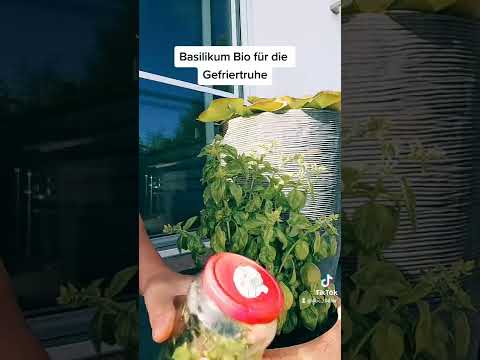 #Basilikum #einfrieren #Bio #ohnechemie