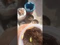 Chinese Cabbage First Time Love Mini Gardening Plants Chinese Kimchi Viralshorts Cabbage