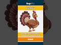 turkey - a big bird with feathers an... video thumbnail