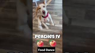 Video preview image #1 Beagle Puppy For Sale in Dunnellon, FL, USA