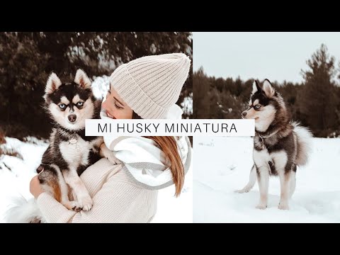 Mi POMSKY 🐺💖 VENTAJAS y DESVENTAJAS de tener un mini LOBO ✅ *Consejos reales*