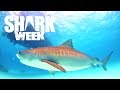 5 Amazing Facts About Tiger Sharks | Shark Week