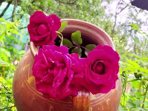 Ioan Man -”Leliță cu ochii verzi” prelucrare folclorică- Powered by I&D Production