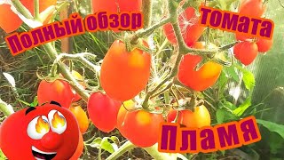 Томат Пламя Агро Отзывы Фото Описание Отзывы Томат Пламя Агро Отзывы Фото Описание Отзывы