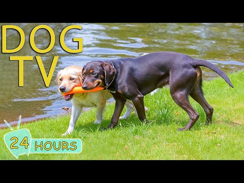 DOG TV: Best Videos Entertain for Dogs to Watch When Home Alone - Anti-Stress & Relax Music for Dogs