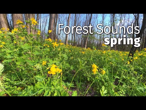 Early Spring, Forest Sounds - Lovely Birdsong, Bees Buzzing, Birds Singing and Chirping - ASMR