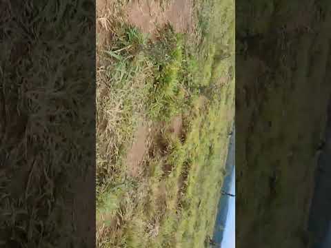 Uribe (Meta). Llanos Orientales. Lindo Atardecer llanero. m.@.@🦇