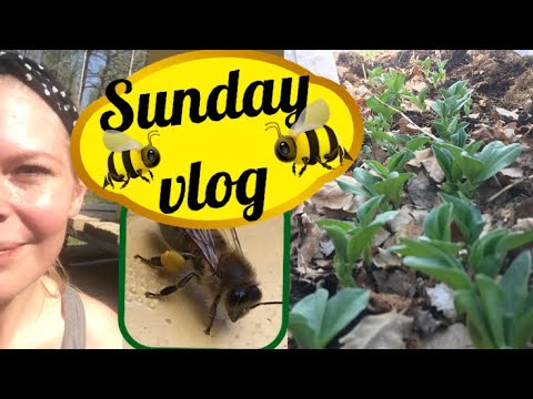 Sunday garden vlog - broad beans and bees!
