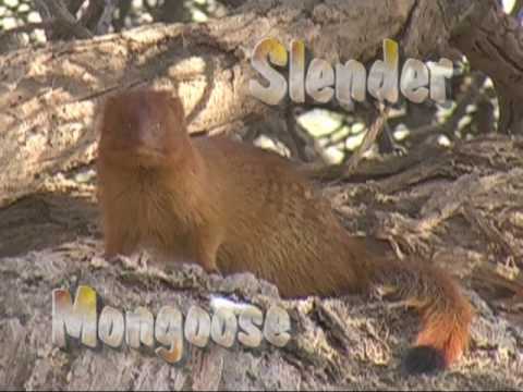 Slender Mongoose.Kgalagadi