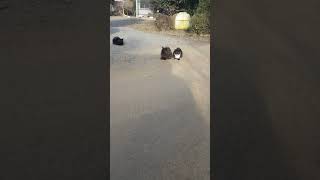 畑の前の猫たち