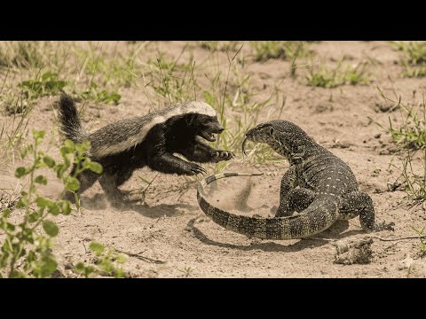 Honey Badger Picks a Fight With a Nile Monitor… and a Crocodile