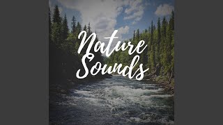 Download lagu Suara Air Sungai Pegunungan mp3