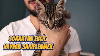 Sokaktan Evcil Hayvan Sahiplendiğinizde Yapmanız Gerekenler (SOKAKTAN 