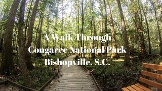 preview picture of video 'Brief Video of Walking the Boardwalk Trail at Congaree National Park with My Dog'
