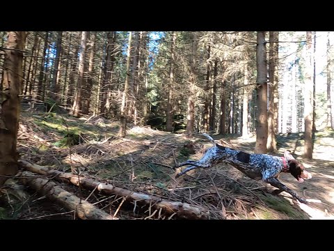 Deutsch Kurzhaar - Frühlingsanfang