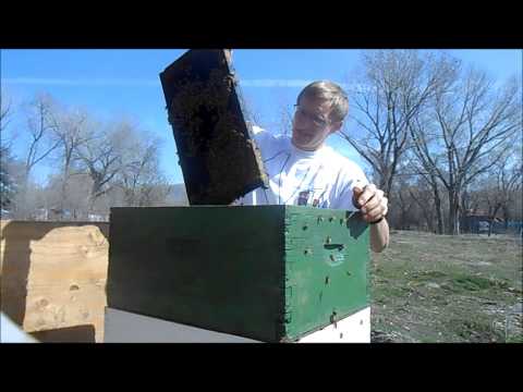 Year of BeeKeeping Episode 12, Combining 2 Hives to Make One