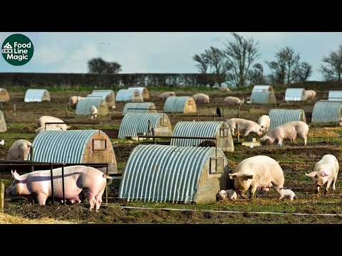 Unbelievable! Millions of Free-Range Pigs in German Mega Farms