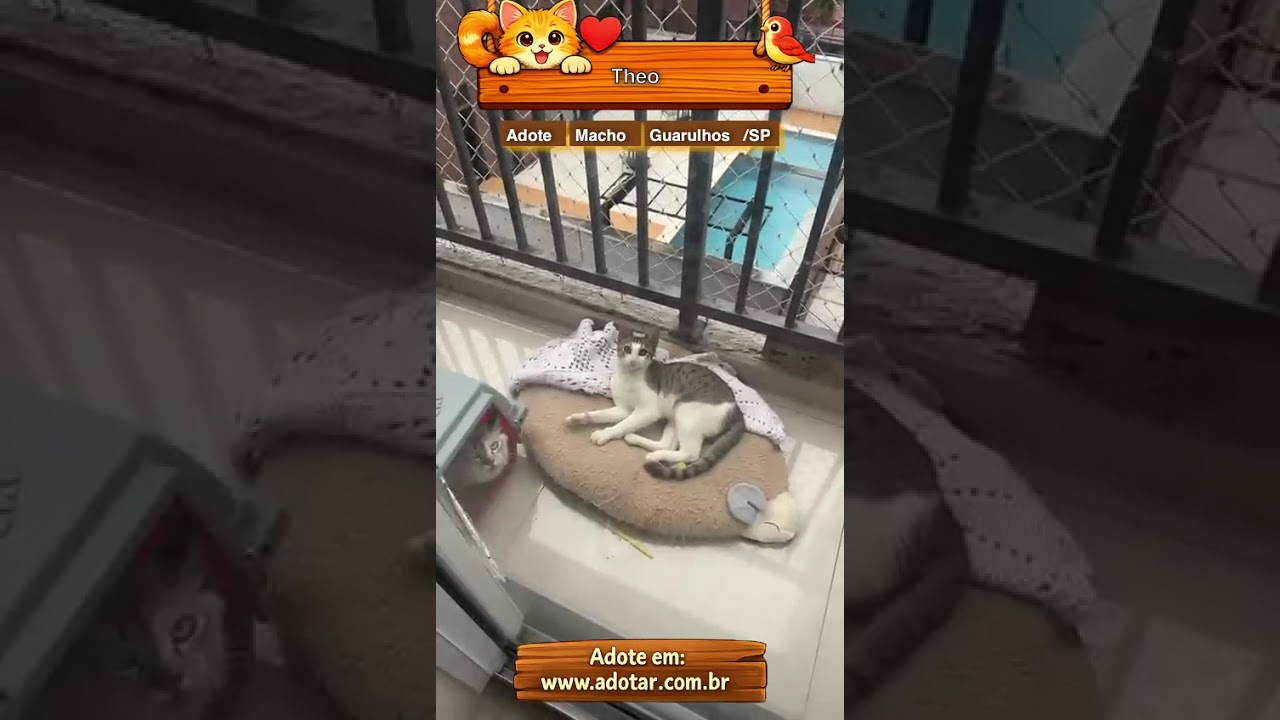 Gato raça SRD-ViraLata idade 7 a 11 meses nome Theo 