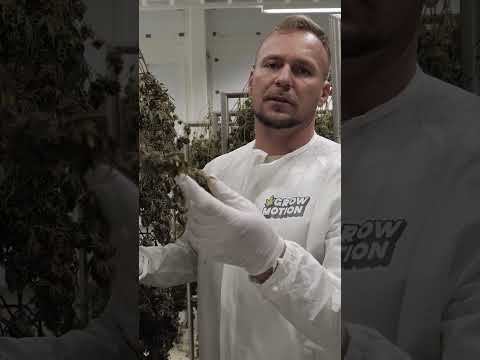 Cannabis Grow 🪴 Trocknungsphase