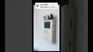 スイッチ上アレンジ見せて！