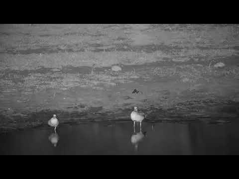 Djuma: Egyptian Geese and Blacksmith Lapwing - 11/04/20