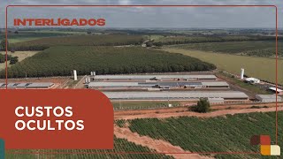 Custos ocultos na produção animal | Interligados - 28/07/2025